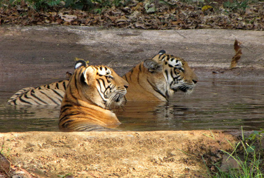 Pilikula Biological Park 